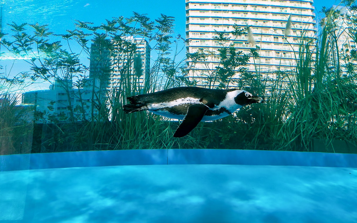 Penguin swimming underwater at Sunshine Aquarium, Tokyo.