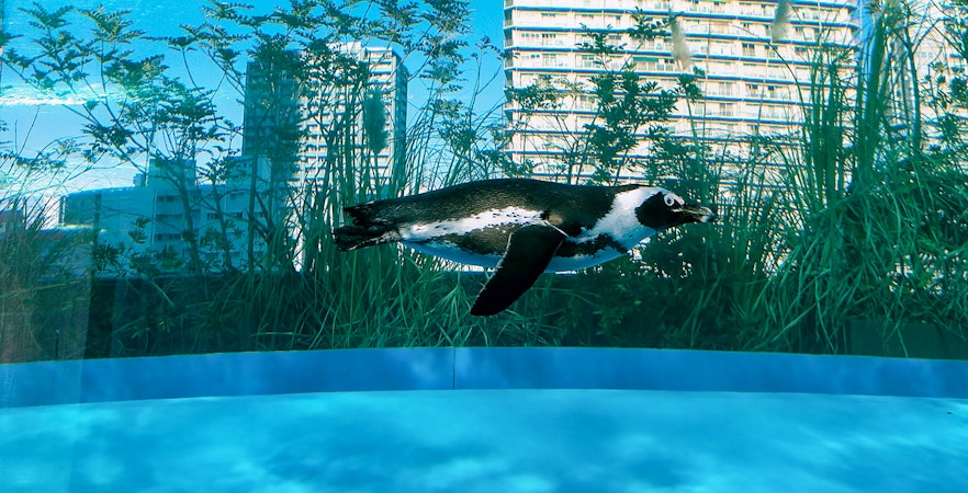 Sunshine Aquarium Tickets