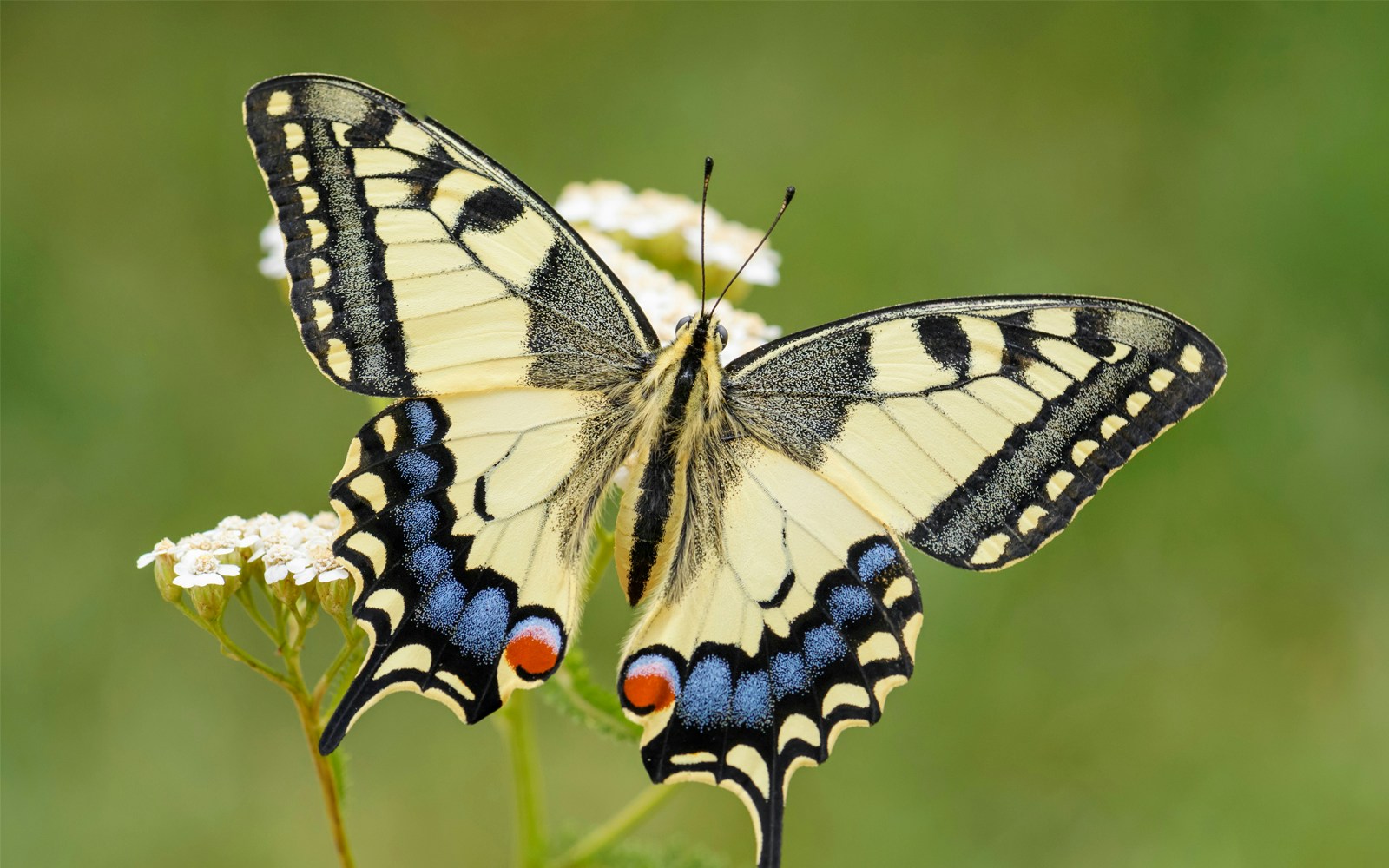 Butterflies in seasonal spring exhibit at butterfly park.