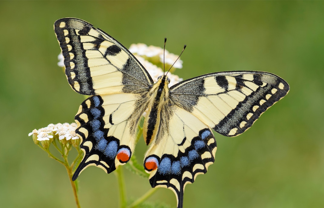 Seasonal spring exhibit in butterfly park