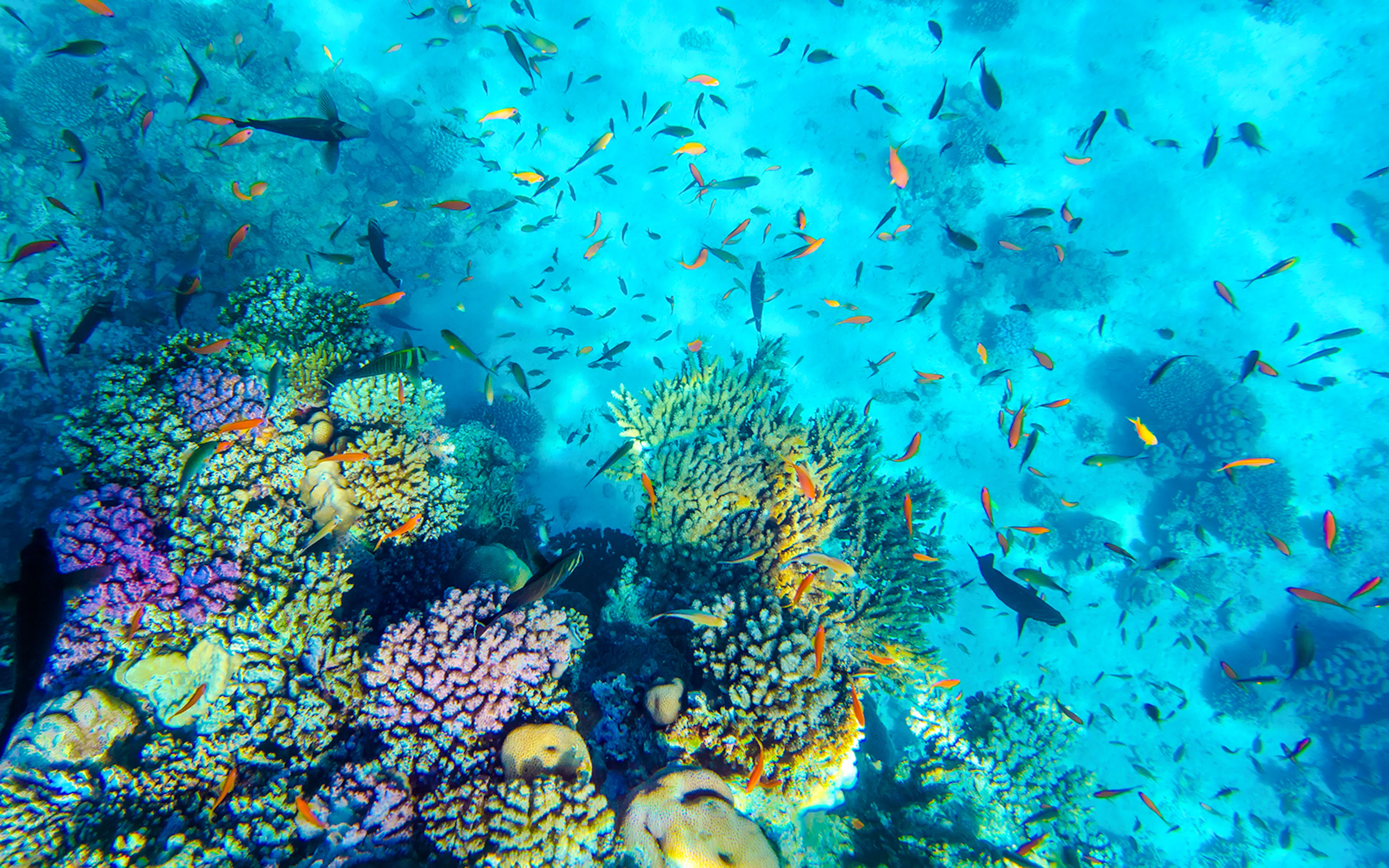 Tropical fish swimming over vibrant coral reef in Ras Mohammed National Park.