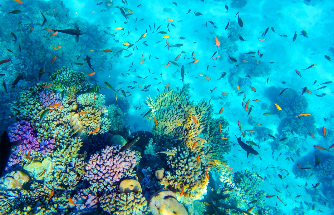 Tropical fish swimming over vibrant coral