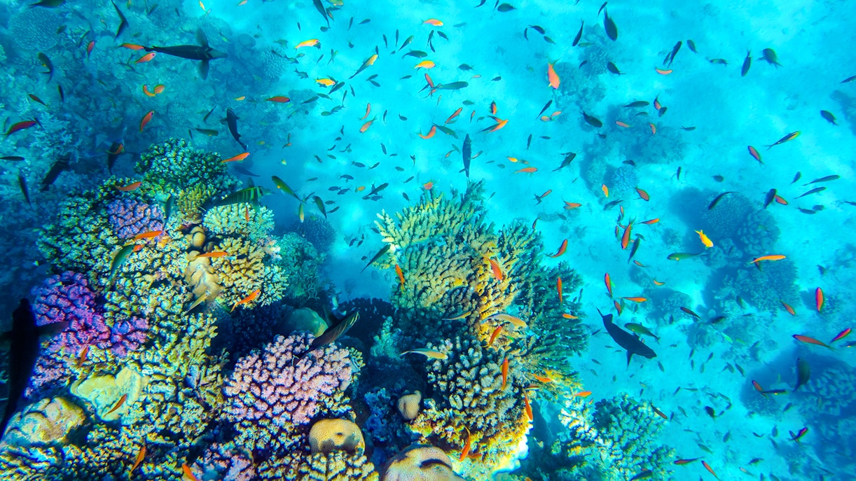 Tropical fish swimming over vibrant coral reef in Ras Mohammed National Park.