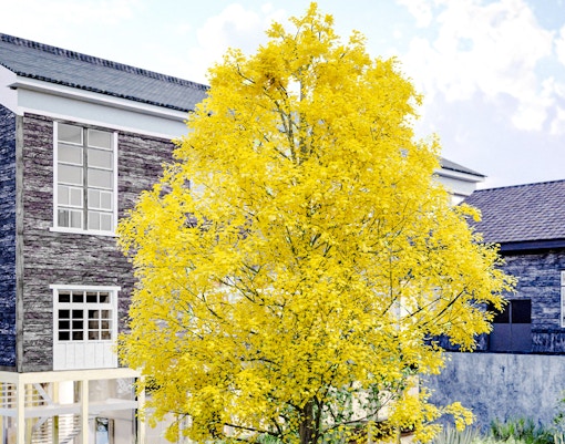 Yellow tree in front of a stone building at Dialogue Theater, Signature Pavilion, Osaka Expo.