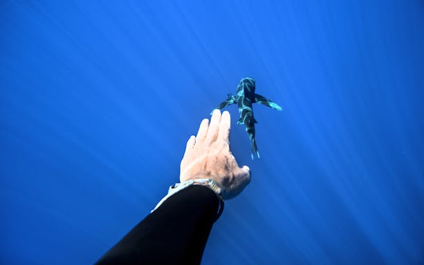 Diver reaching towards a shark in clear waters at Mala Wharf, Maui.