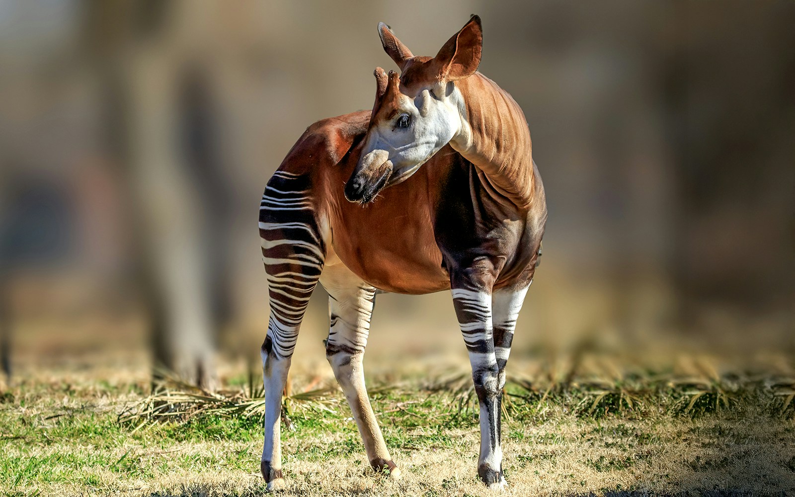 Okapi