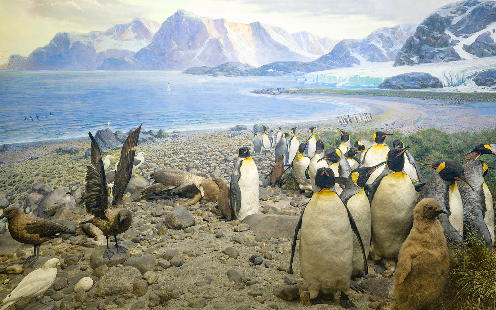 King Penguins in Hall of Birds of the World exhibit, standing on rocky terrain.