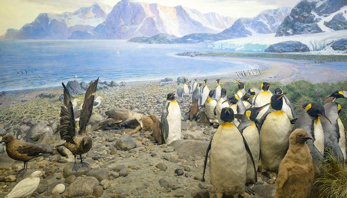 King Penguins in Hall of Birds of the World exhibit, standing on rocky terrain.