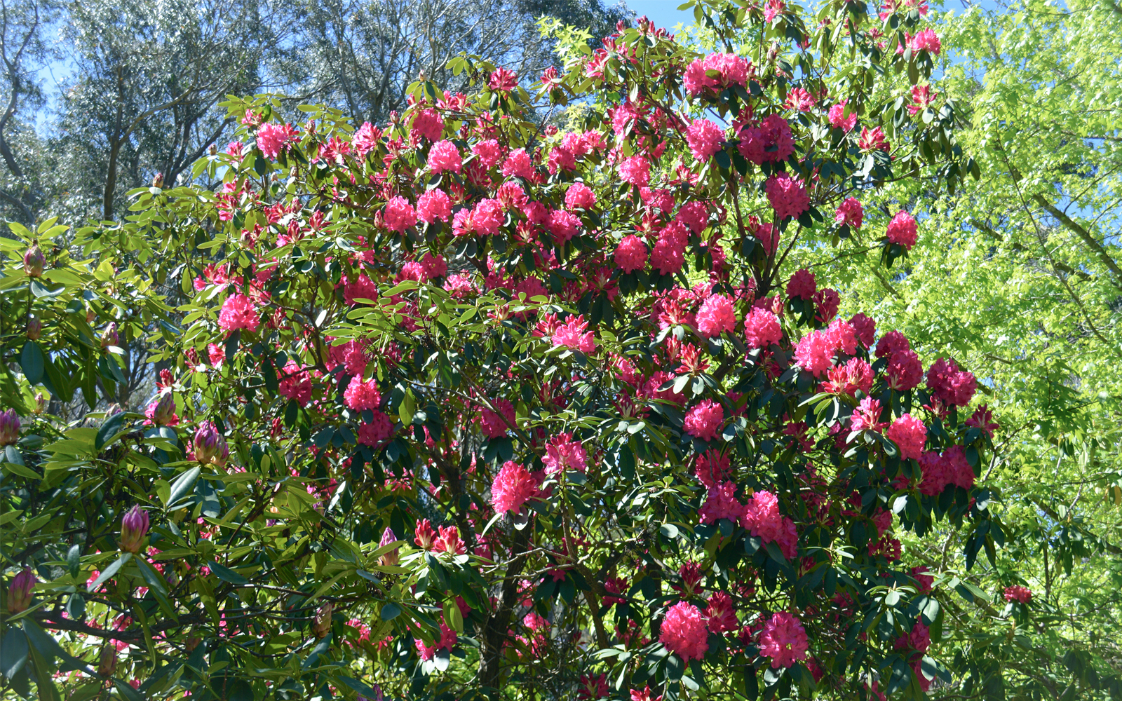 Campbell Rhododendron Garden Blue Mountains