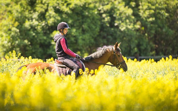 Person riding a horse through a field of yellow flowers in Antalya.
