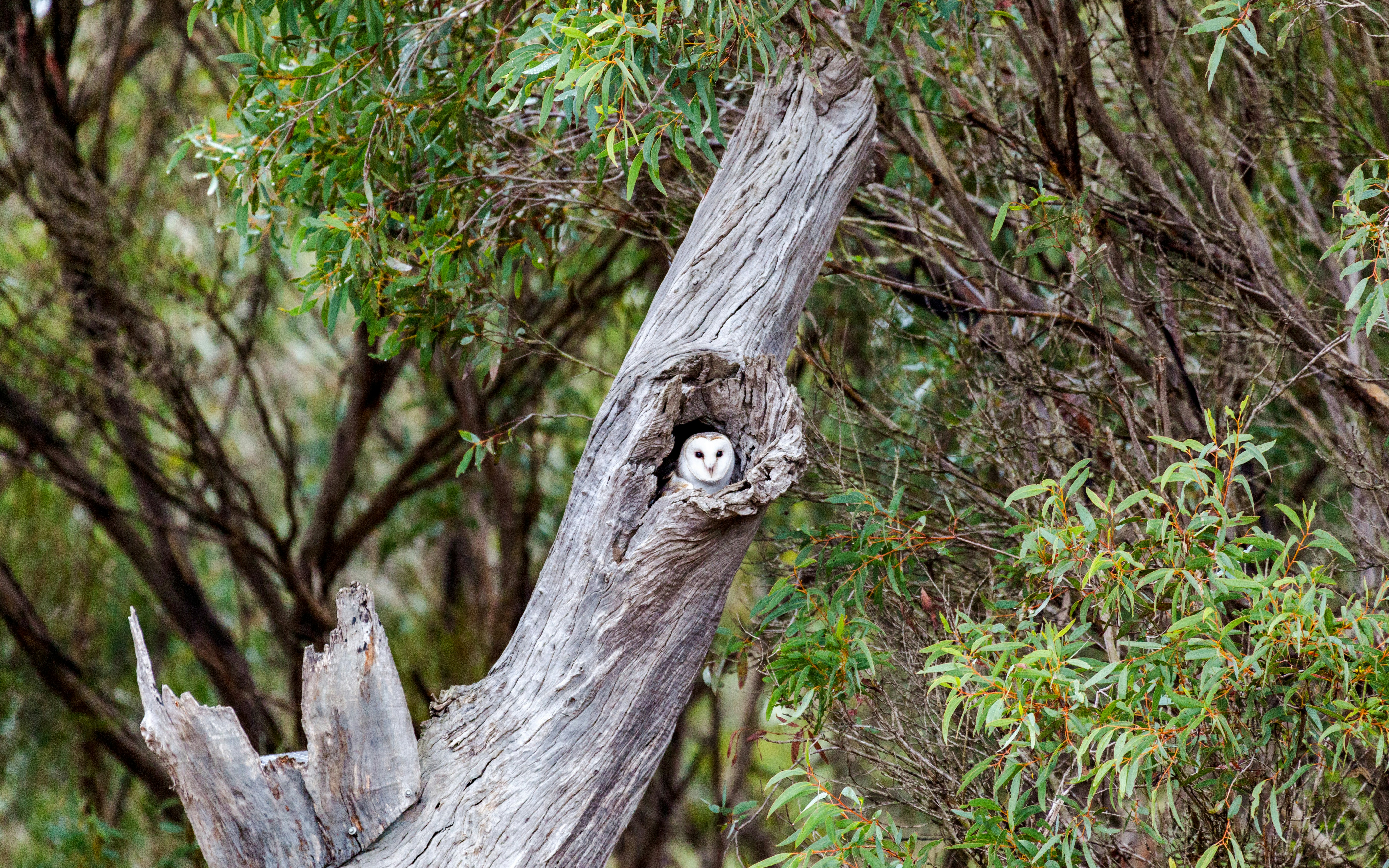 Owl perched inside a tree trunk at Raptor Domain, Kangaroo Island.