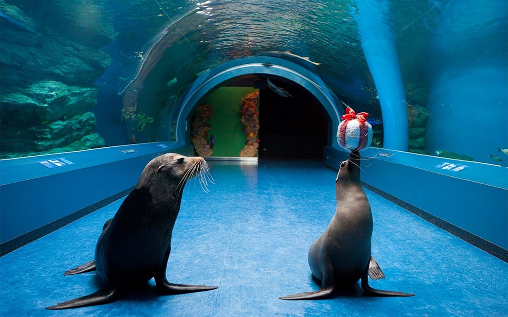Seals performing with a ball at Maxell Aqua Park Shinagawa.