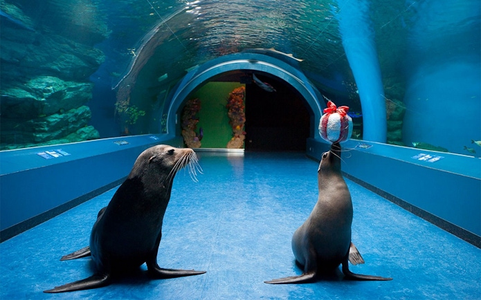 Seals performing with a ball at Maxell Aqua Park Shinagawa.