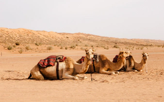 Camels resting in Wahiba Desert during Muscat to Wadi Bani Khalid tour.