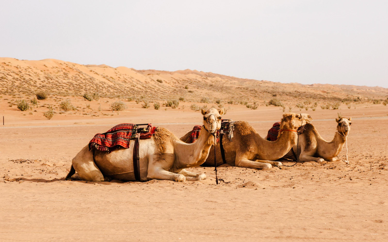 From Muscat: Wahiba Desert & Wadi Bani Khalid Guided Group Tour (Product 56388)