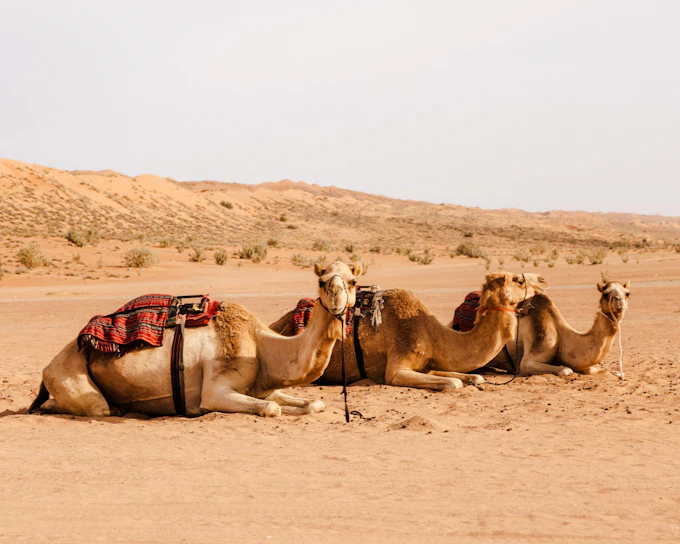 From Muscat: Wahiba Desert & Wadi Bani Khalid Guided Group Tour