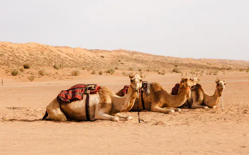 Camels resting in Wahiba Desert during Muscat to Wadi Bani Khalid tour.
