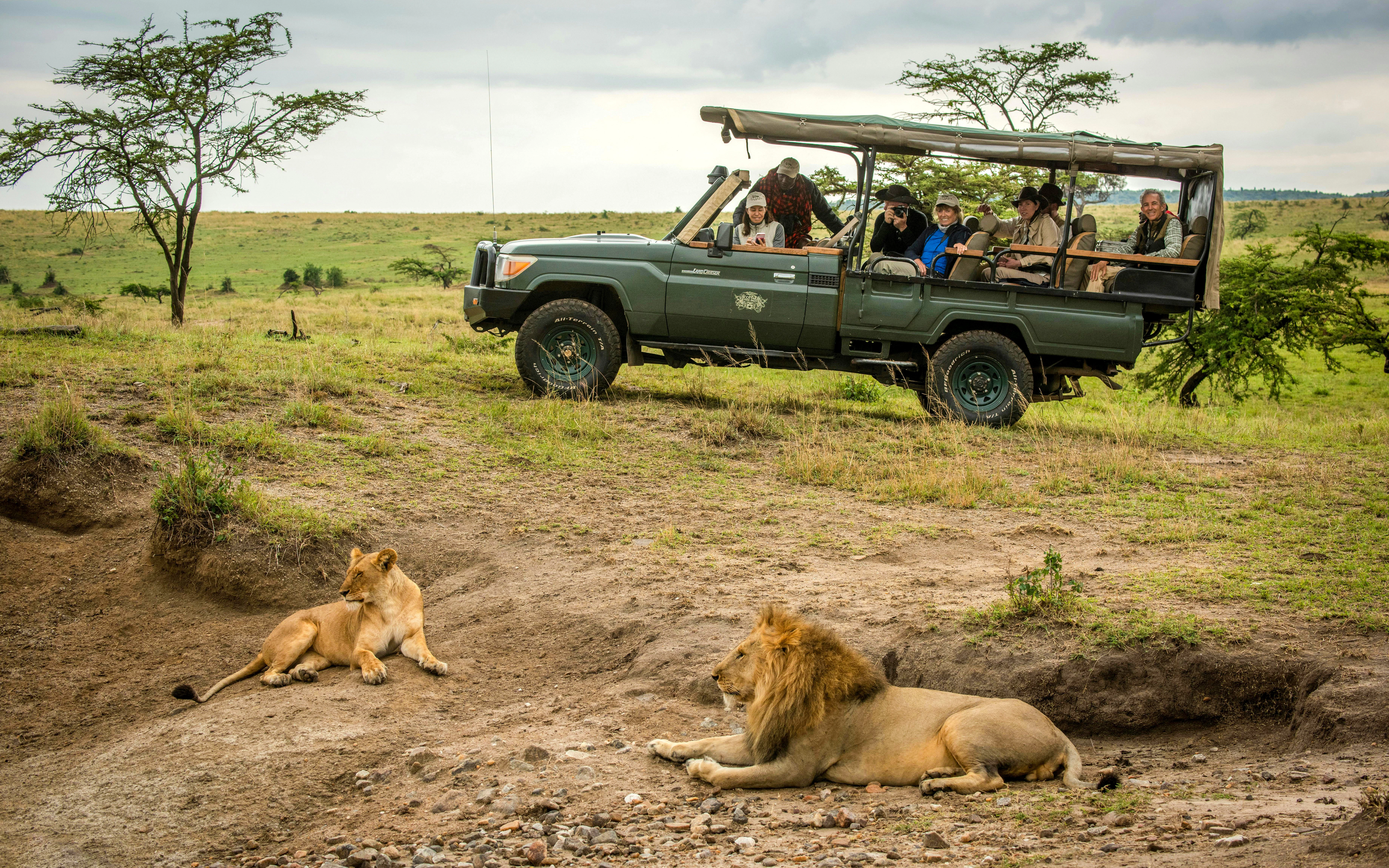 Male and female lions resting near safari truck in Maasai Mara.