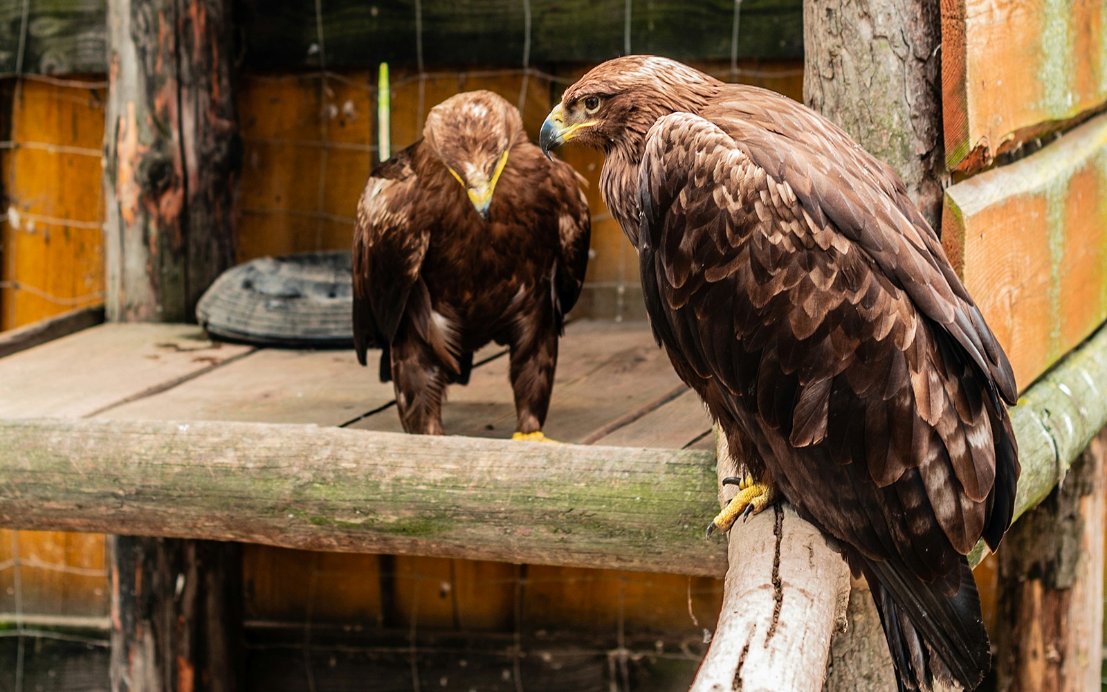 The Golden Eagle sits on a branch in the open-air cage in a zoo in sunny summer day
