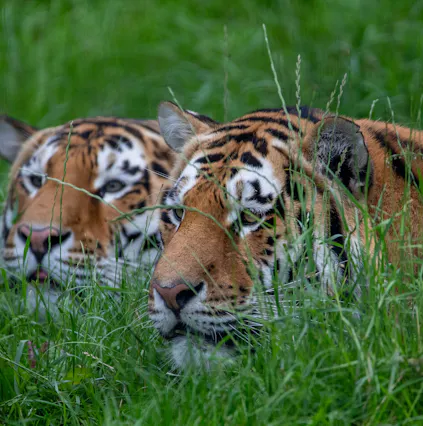 Explore the largest zoo in the UK by visiting Whipsnade Zoo
