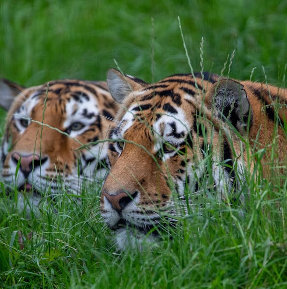 Explore the largest zoo in the UK by visiting Whipsnade Zoo