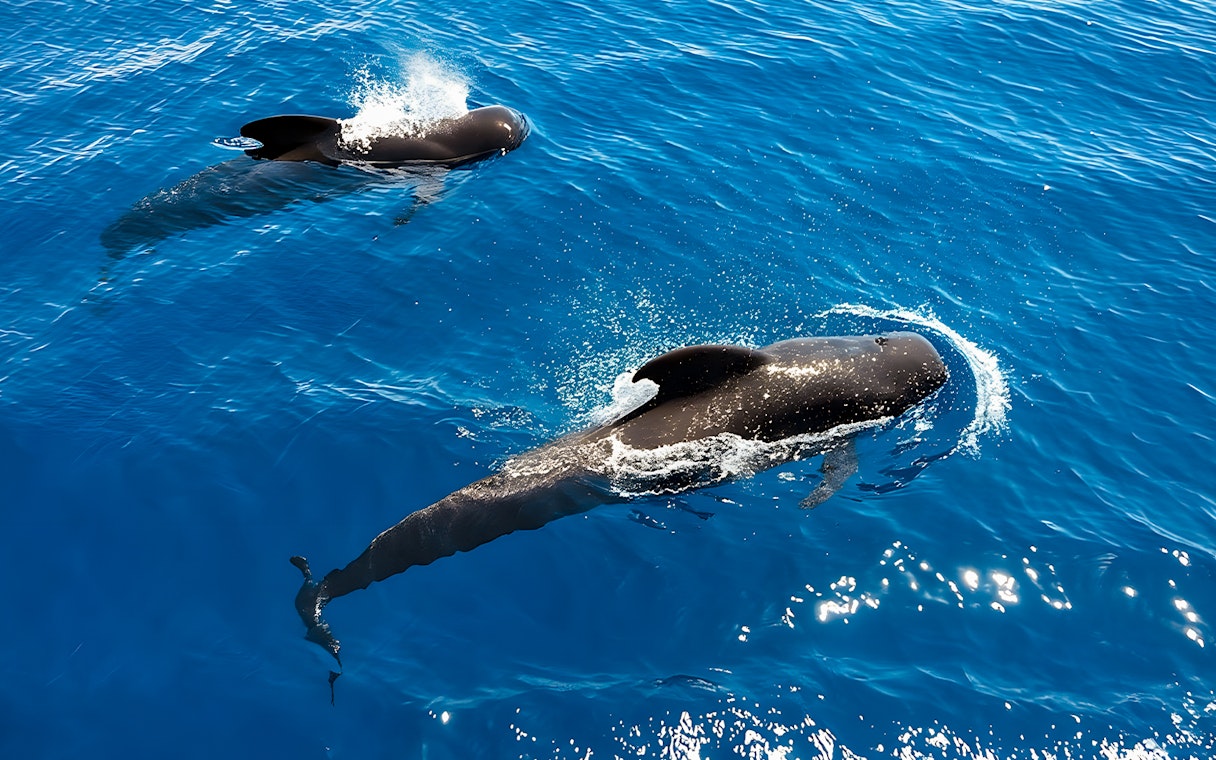Whales swimming in the ocean, viewed by tourists on a marine tour.