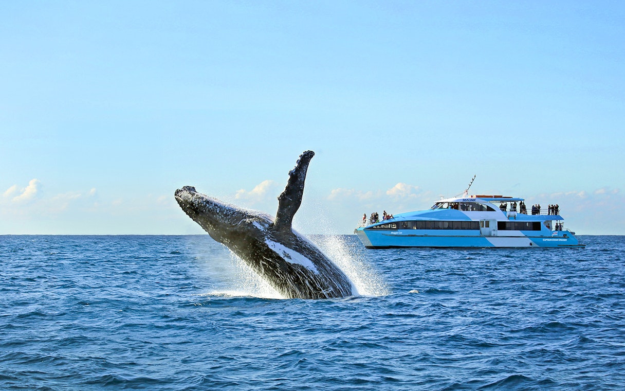 Whale breaching near a tour boat during a whale watching cruise.
