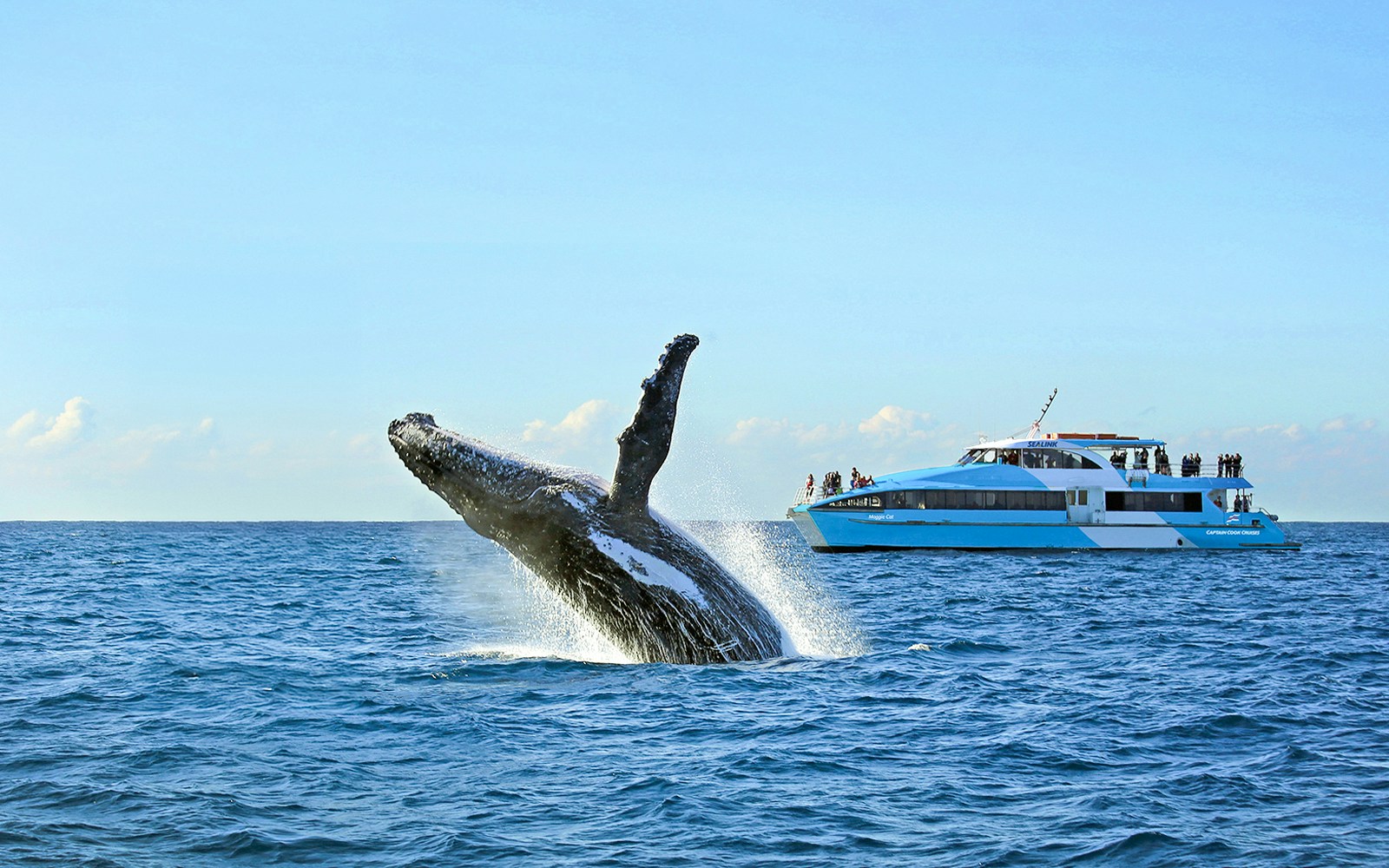 Whale breaching near a boat on a Sydney whale watching cruise.