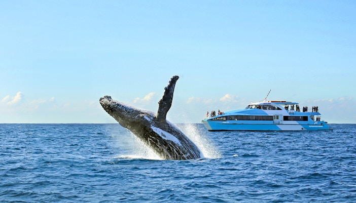 Dolphin and Whale-watching cruiser