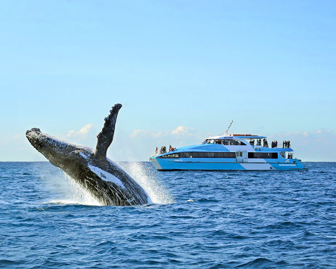 Sydney Whale Watching Cruise with 2-Day Hop-On Hop-Off Ferry Pass