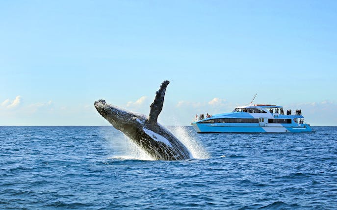 Whale breaching near a tour boat during a whale watching cruise.