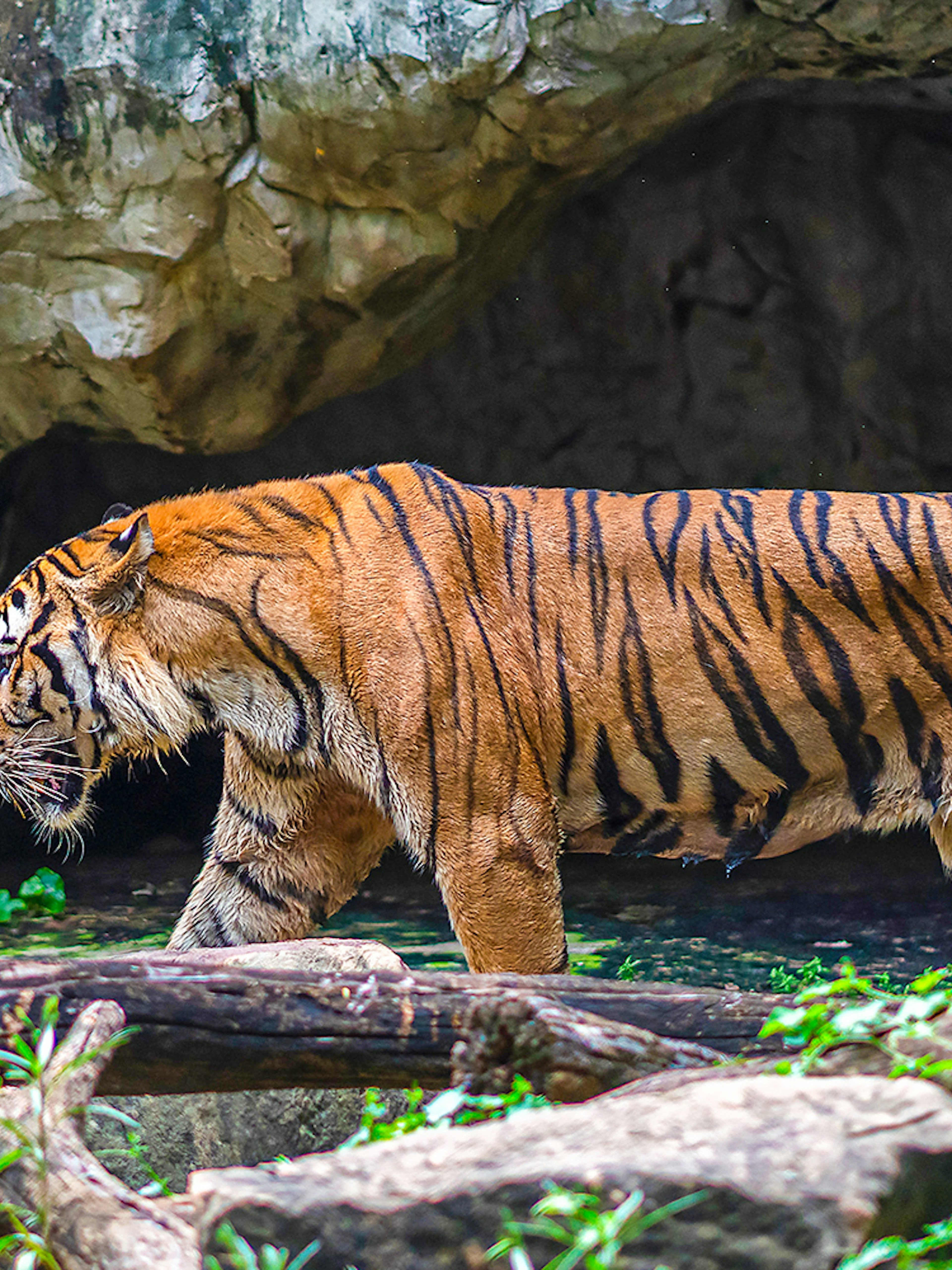 Tiger walking near a cave at Safari World.