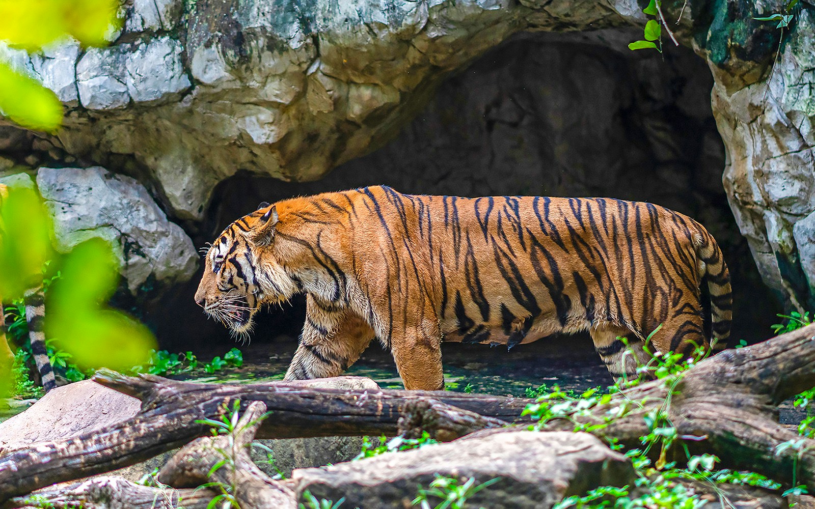 Tiger resting in the shade at Safari World, Bangkok.