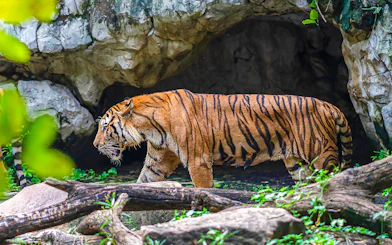 Tiger walking near a cave at Safari World.