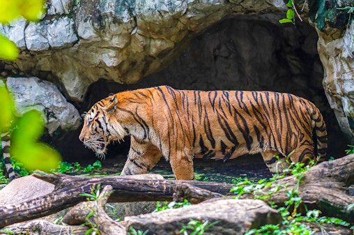 Safari World Tickets mit optionalem Mittagessen