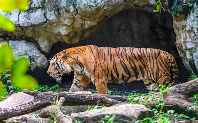 Tiger walking near a cave at Safari World.