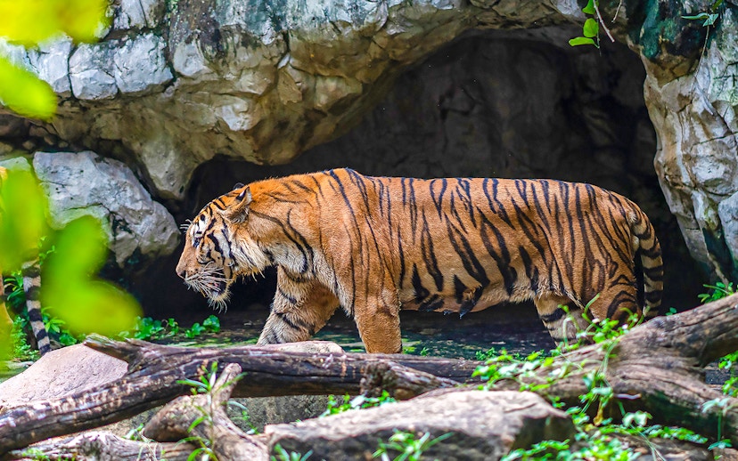 Tiger walking near a cave at Safari World.