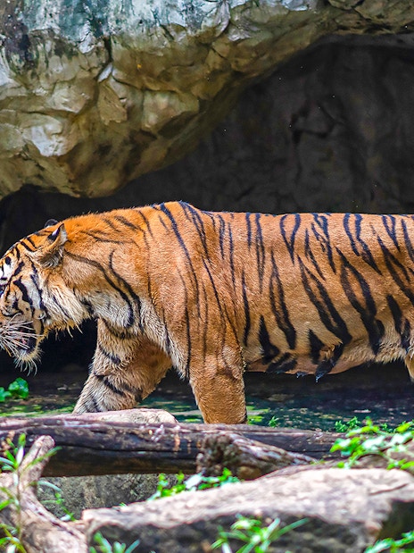 Tiger walking near a cave at Safari World.