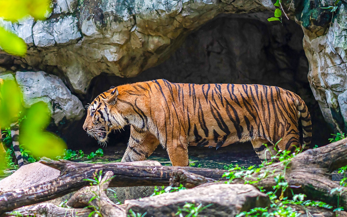 Tiger walking near a cave at Safari World.