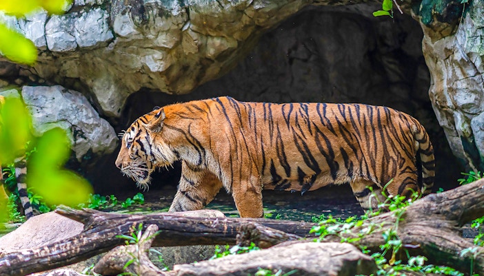 Tiger resting in the shade at Safari World, Bangkok.