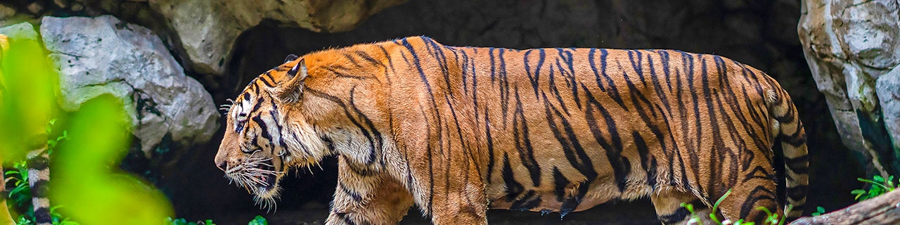 Biglietti per Safari World con pranzo opzionale