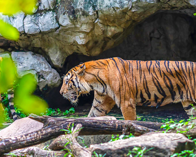Safari World Tickets with Optional Lunch