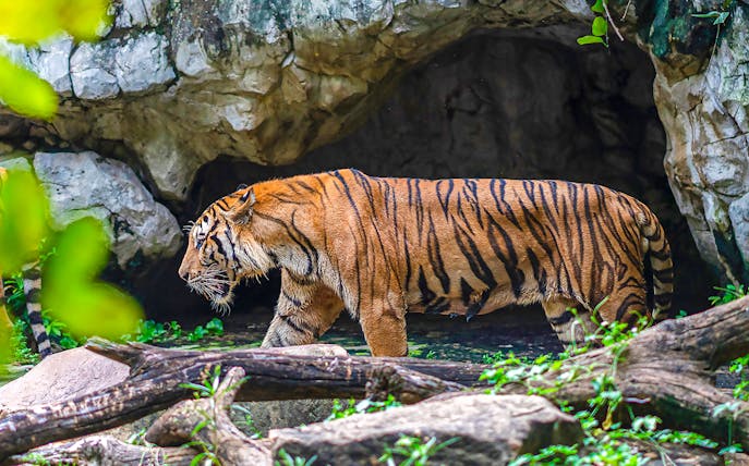 Tiger walking near a cave at Safari World.