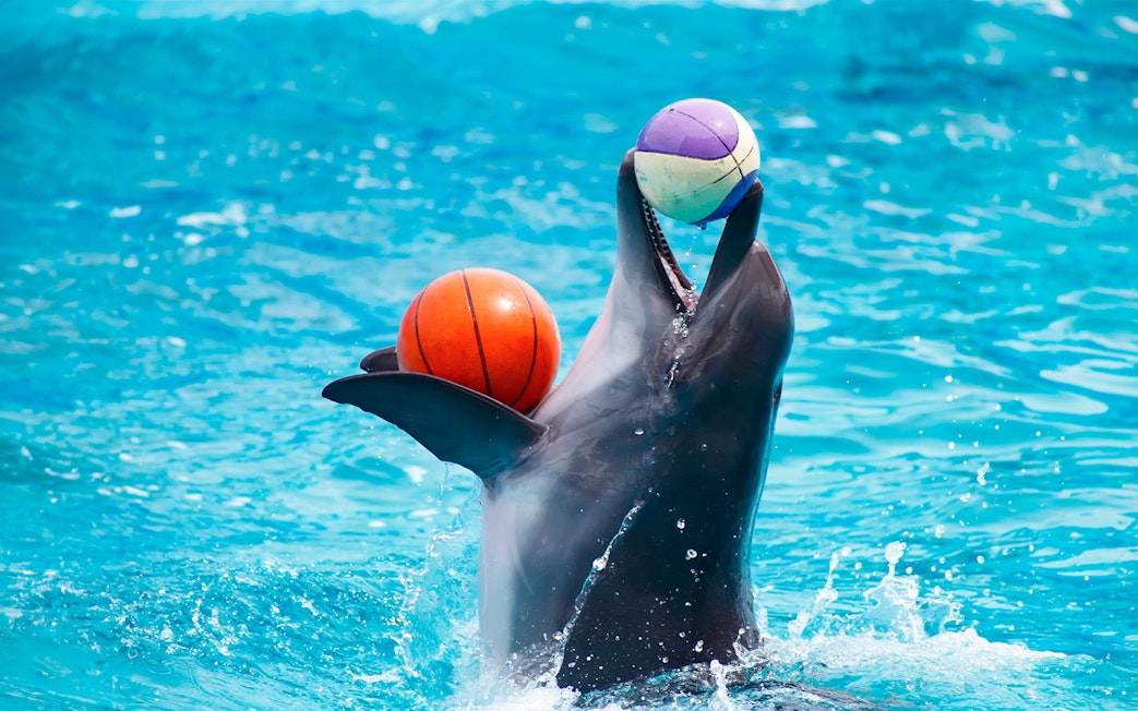 Dolphin balancing two balls during a performance at Dubai Dolphinarium.