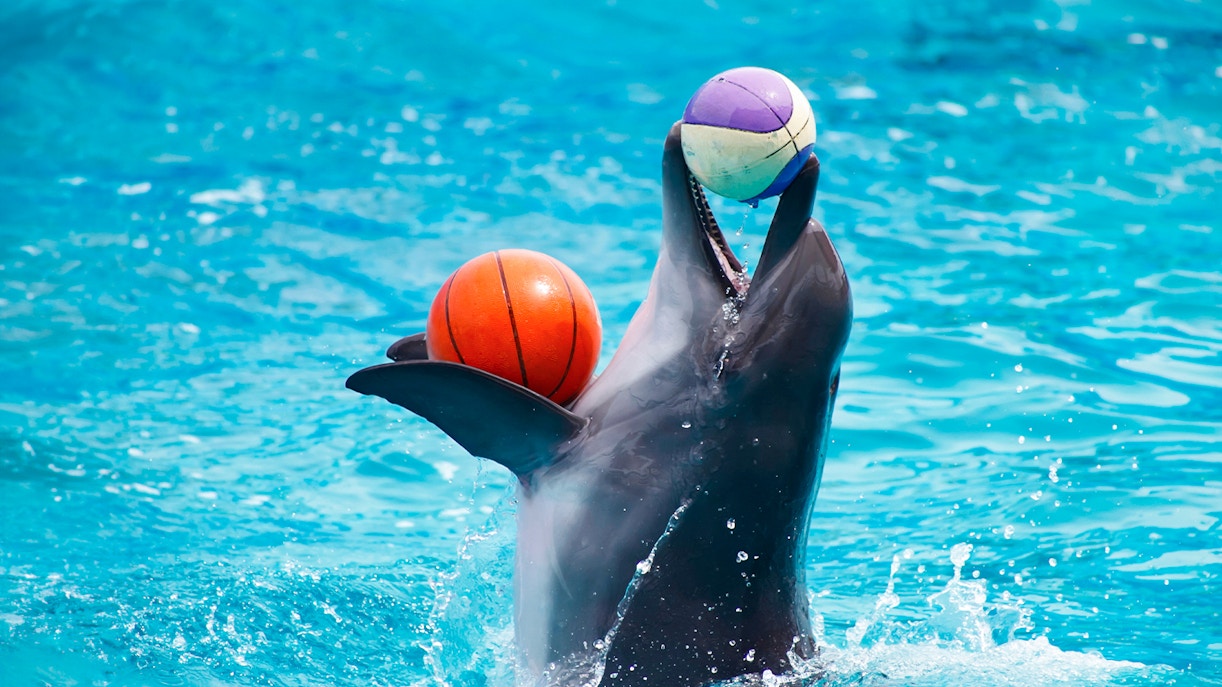 Dolphins playing with a ball during a show at Dubai Dolphinarium.
