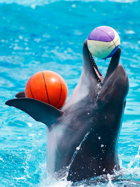 Dolphin balancing two balls during a performance at Dubai Dolphinarium.