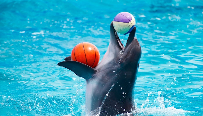 Dolphin balancing two balls during a performance at Dubai Dolphinarium.