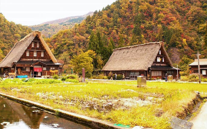 Traditional thatched-roof houses in Shirakawago village, surrounded by autumn foliage, Japan.