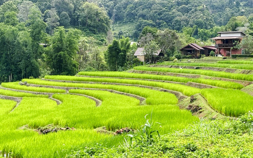 Terraced rice fields in Chiang Mai with lush greenery and traditional houses in the background.