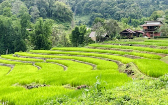 Terraced rice fields in Chiang Mai with lush greenery and traditional houses in the background.